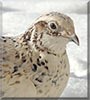 Pest the Japanese Quail