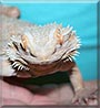Moab the Bearded Dragon