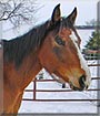 CeCe the Quarter Horse, Arabian