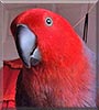 Rupee the Eclectus Parrot