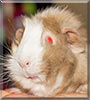 Mitzi the Abyssinian Guinea Pig