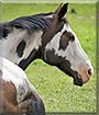 Moonbeam the Paint Horse