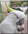 Nigel the Sulfur Crested Cockatoo