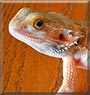 Unit the Bearded Dragon