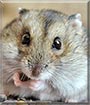 Julča the Djungarian hamster