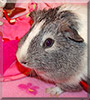 Juarez the Shorthair Guinea Pig