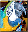 Lulu the Blue and Gold Macaw