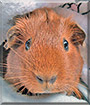Jazzy the Guinea Pig
