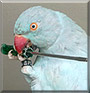 Blu the Indian Ringneck