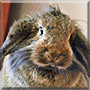 Bobina the Rabbit