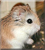 Robert the Dwarf Hamster