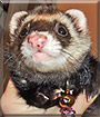 Meesha the Ferret