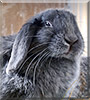 Blue Bell the Mini Lop Rabbit
