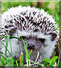 Drogo the African Pygmy Hedgehog