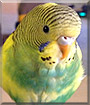 Daisy Bee the American Budgie