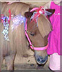 Princess the Miniature Horse