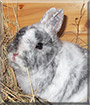 Max the Rabbit