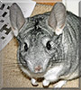 Kurt the Chinchilla