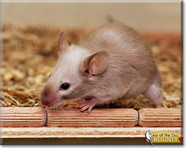 Bounty, the Pet of the Day Bounty, the Pet of the Day