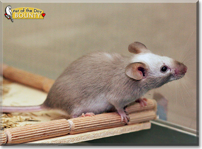 Bounty, the Pet of the Day Bounty, the Pet of the Day