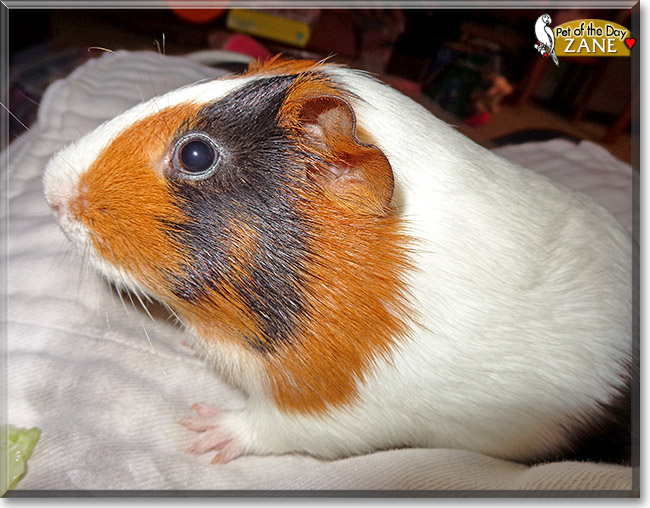 Zane, the Pet of the Day Zane, the Pet of the Day