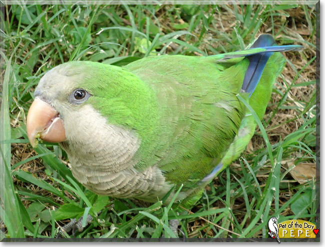 Pepe, the Pet of the Day Pepe, the Pet of the Day