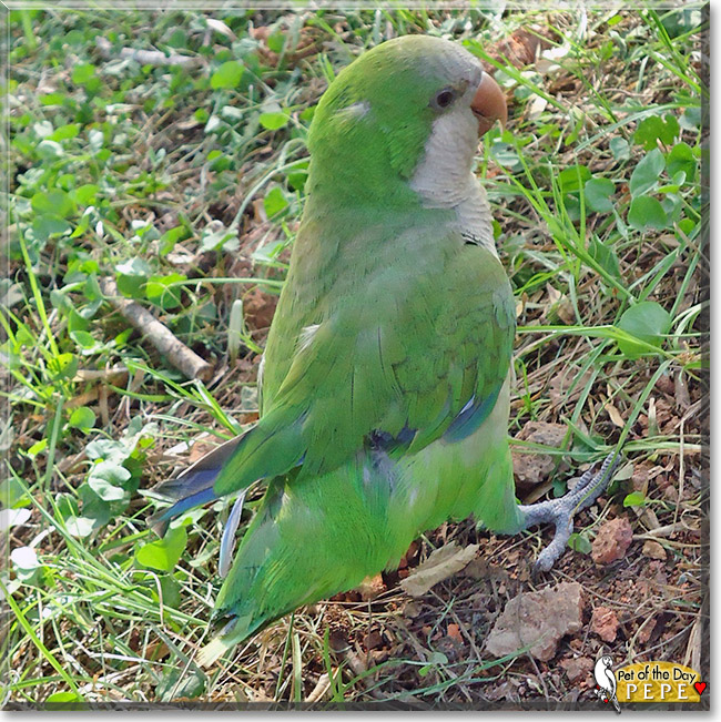 Pepe, the Pet of the Day Pepe, the Pet of the Day
