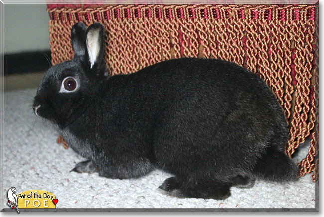 Poe, the Pet of the Day