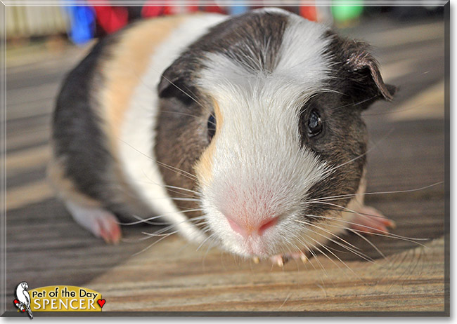 Spencer, the Pet of the Day Spencer, the Pet of the Day