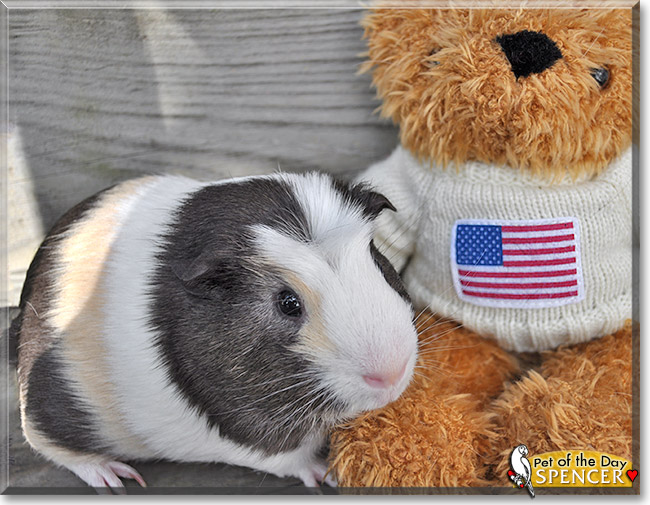 Spencer, the Pet of the Day Spencer, the Pet of the Day