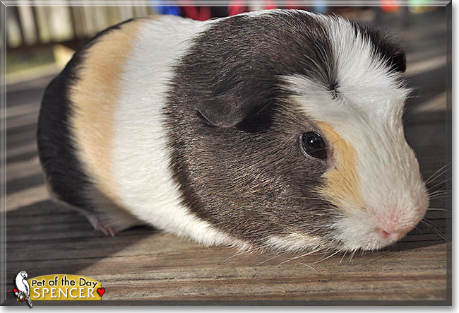 Spencer, the Pet of the Day Spencer, the Pet of the Day