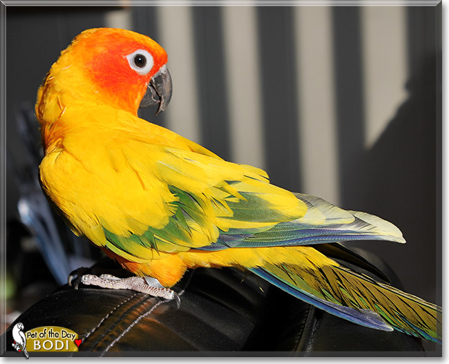 Bodi, the Pet of the Day