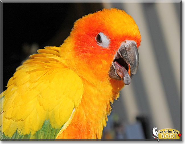 Bodi, the Pet of the Day Bodi, the Pet of the Day