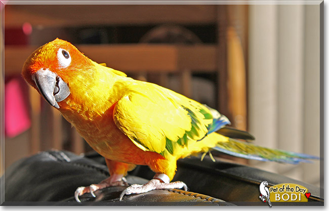 Bodi, the Pet of the Day Bodi, the Pet of the Day