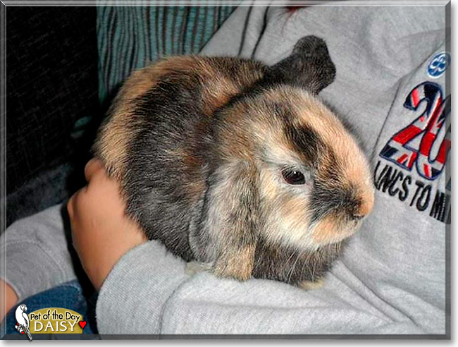 Daisy, the Pet of the Day Daisy, the Pet of the Day