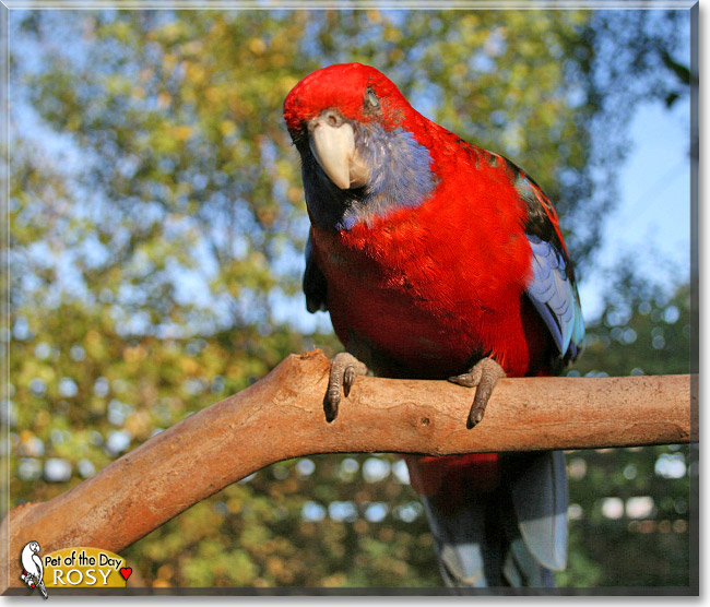 Rosy, the Pet of the Day Rosy, the Pet of the Day