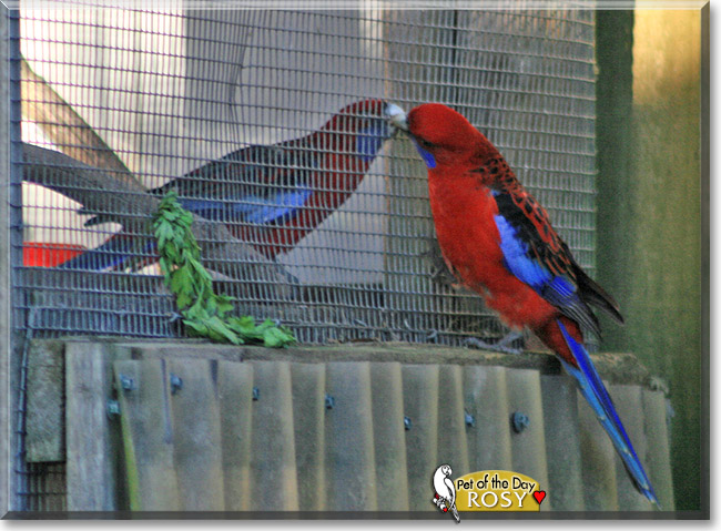 Rosy, the Pet of the Day Rosy, the Pet of the Day