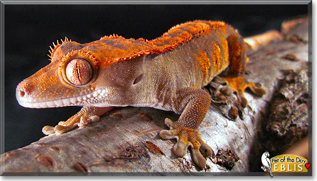 Eblis, the Pet of the Day Eblis, the Pet of the Day
