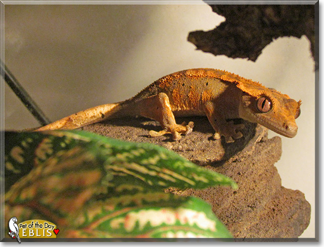 Eblis, the Pet of the Day Eblis, the Pet of the Day