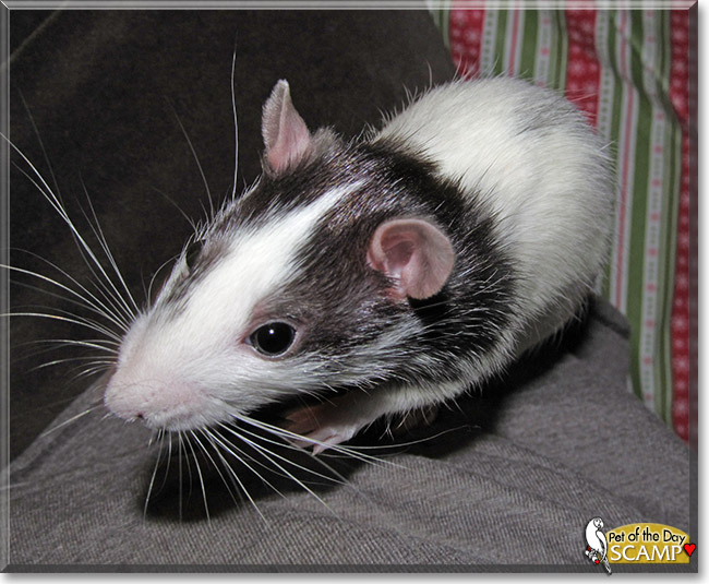 Scamper, the Pet of the Day Scamper, the Pet of the Day