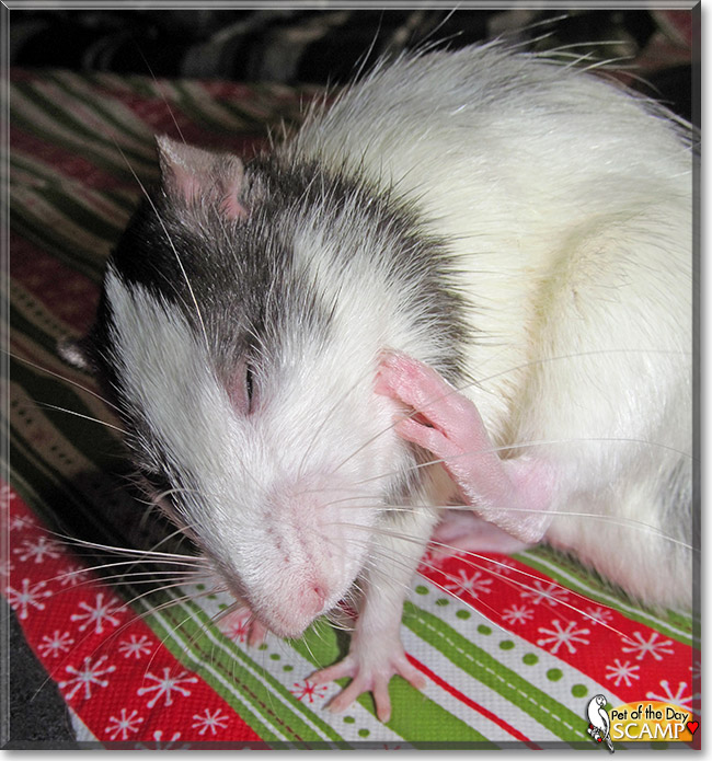 Scamper, the Pet of the Day Scamper, the Pet of the Day