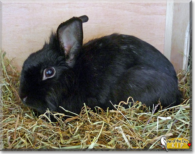 Kip, the Pet of the Day Kip, the Pet of the Day