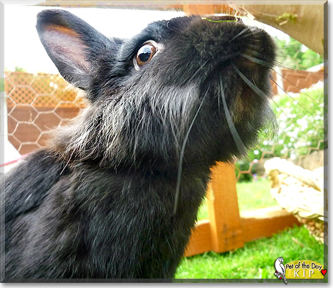 Kip, the Pet of the Day Kip, the Pet of the Day