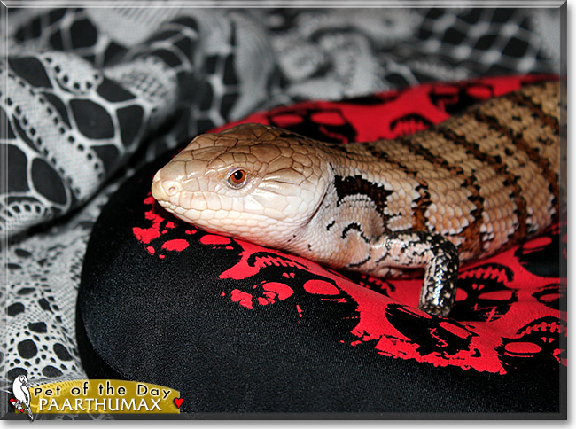 Paarthumax, the Pet of the Day