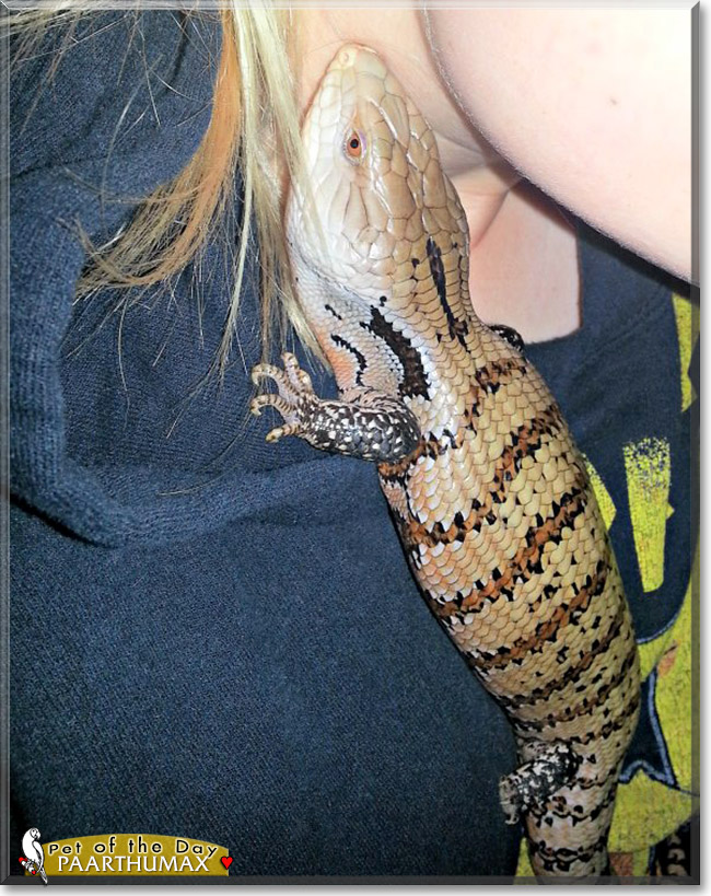 Paarthumax, the Pet of the Day