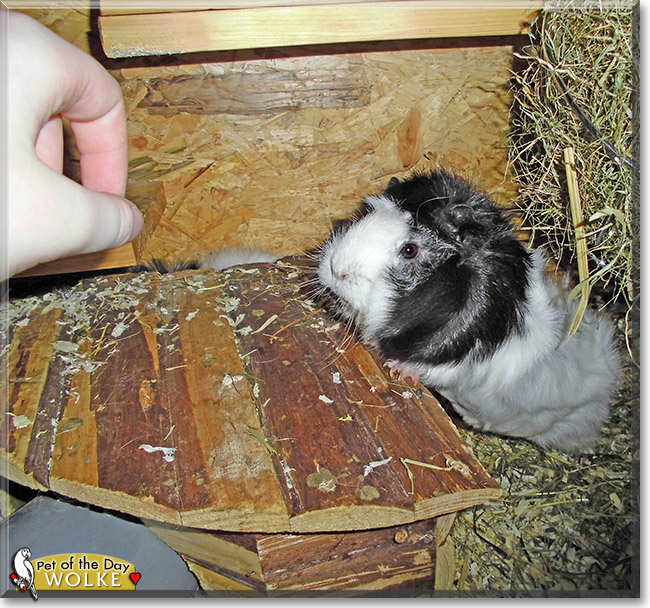 Wolke, the Pet of the Day Wolke, the Pet of the Day