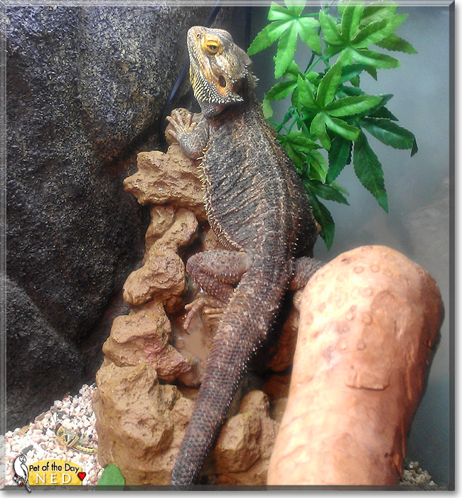 Ned, the Pet of the Day Ned, the Pet of the Day