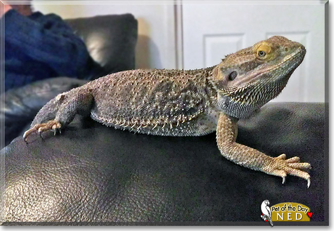 Ned, the Pet of the Day Ned, the Pet of the Day