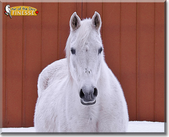 Finesse, the Pet of the Day Finesse, the Pet of the Day