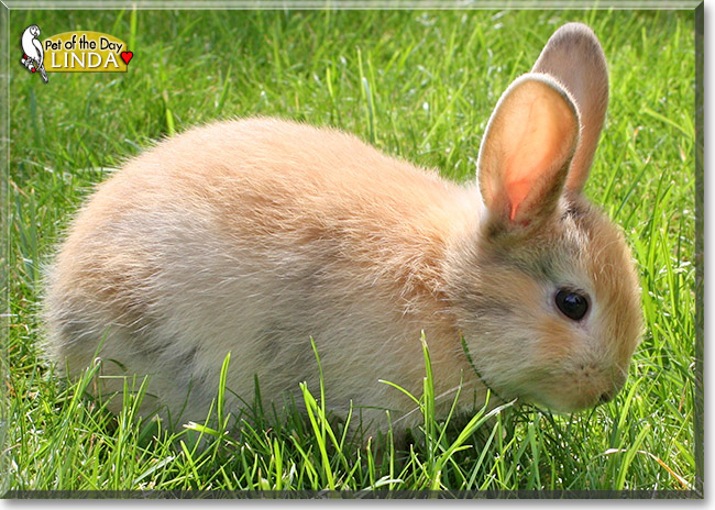 Linda, the Pet of the Day Linda, the Pet of the Day